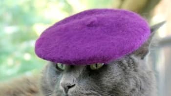 Kočka v klobouku