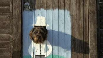 Vtipné fotky psů koukajících oknem v plotě