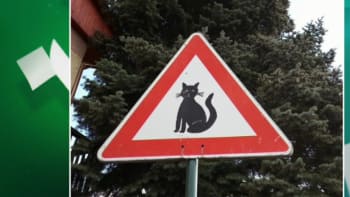 Pozor! Mrouskající se kočky