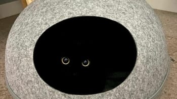 Vtipné kousky černočerné kočky MeonJi