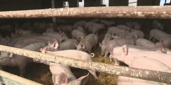 Česká prasata kvůli výkupním cenám končí v zahraničí. Nedává to smysl, kritizuje Prouza