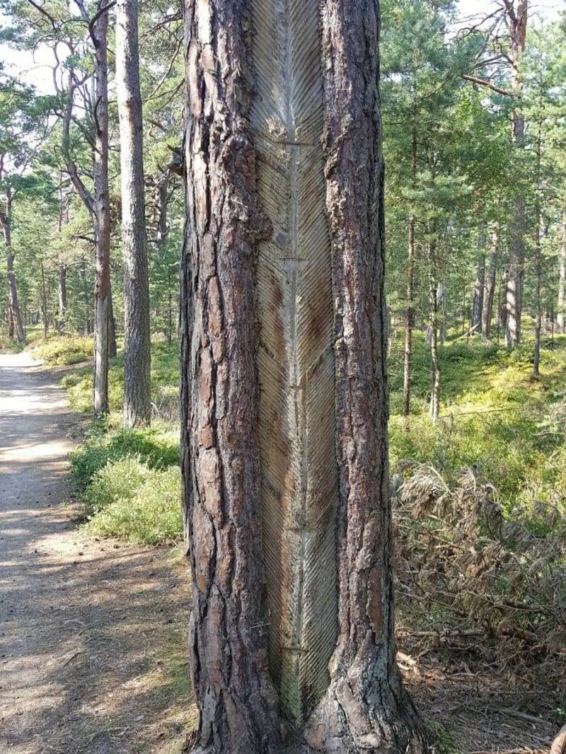 Tenhle divný vzor na stromě v lese. - Jde o tradiční způsob sbírání mízy na výrobu terpentýnu.