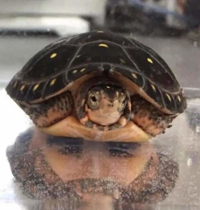 Odraz želvy nebo tvář muže?