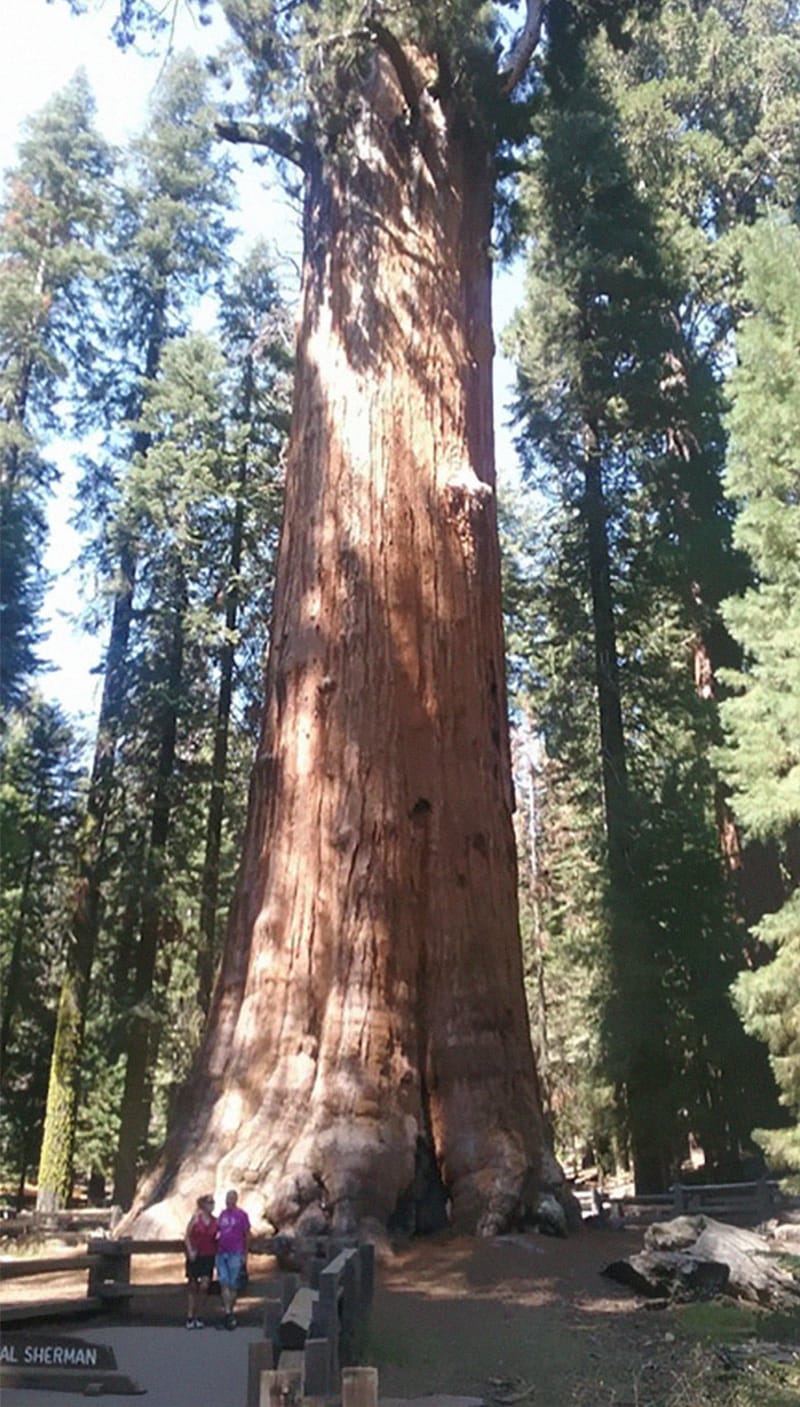 General Sherman - největší strom světa