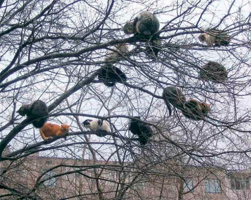 Kočky na stromech 1