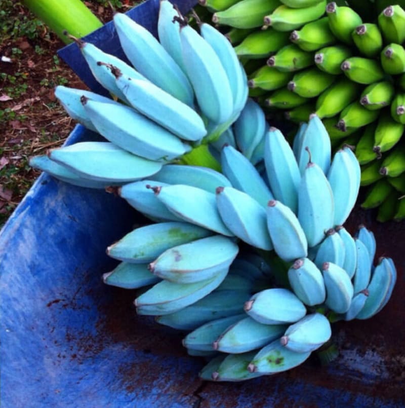 Modré banány z Jávy prý chutnají jak vanilková zmrzlina