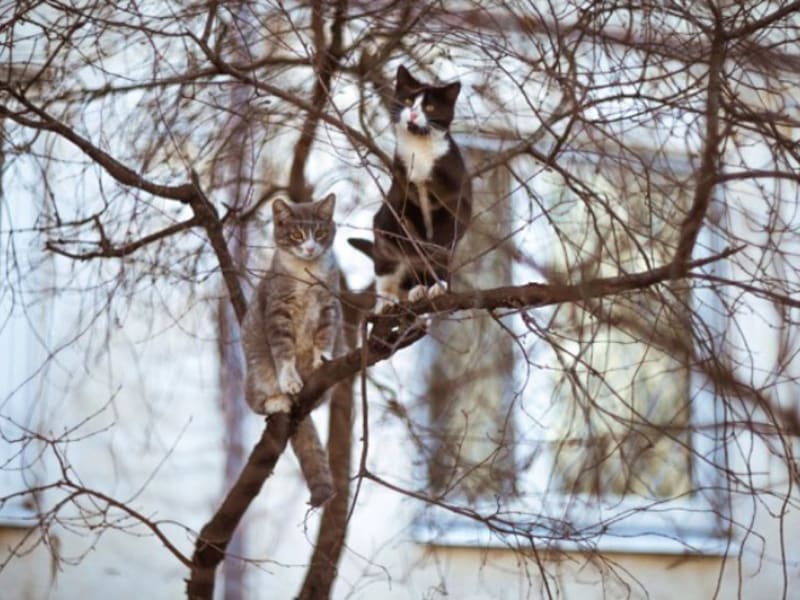 Kočky na stromech 13