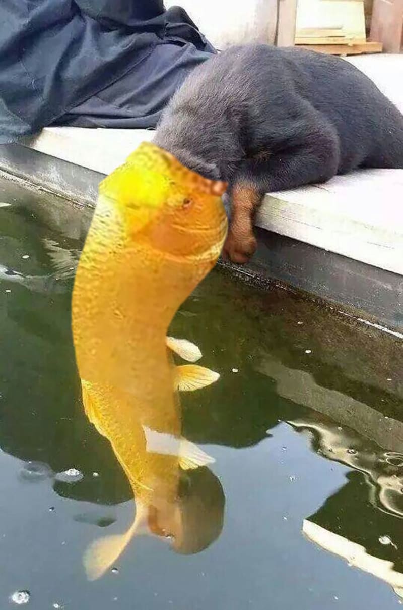 Štěně líbá zlatou rybku - photoshopová bitva 15