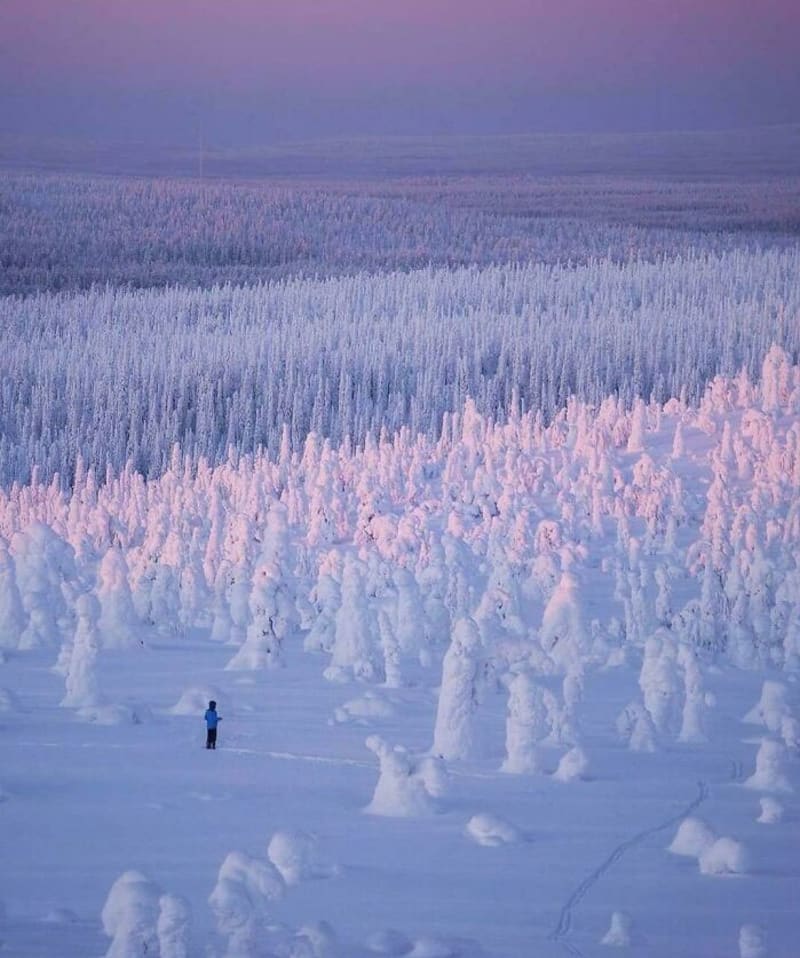 Nekonečná pláň sněhem pokrytých stromů ve Finsku