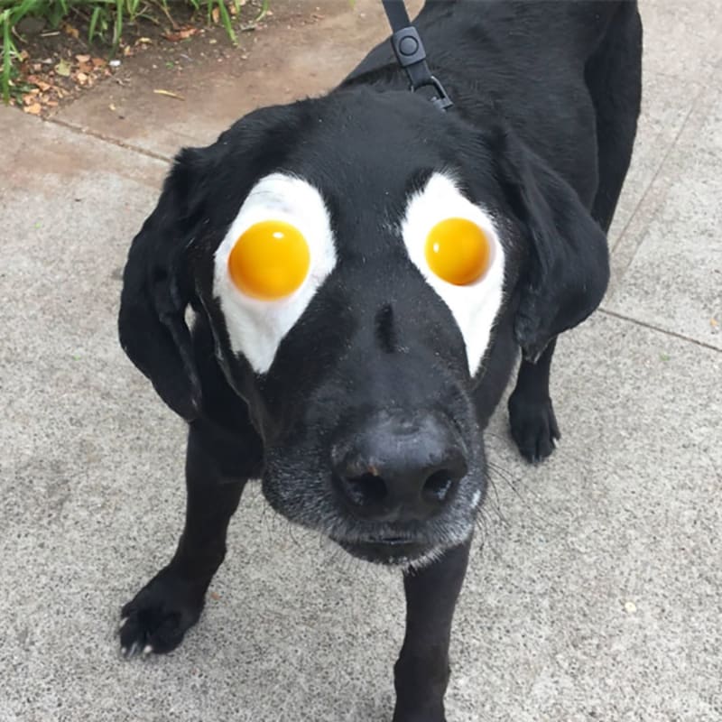 Pes, co má volská oka