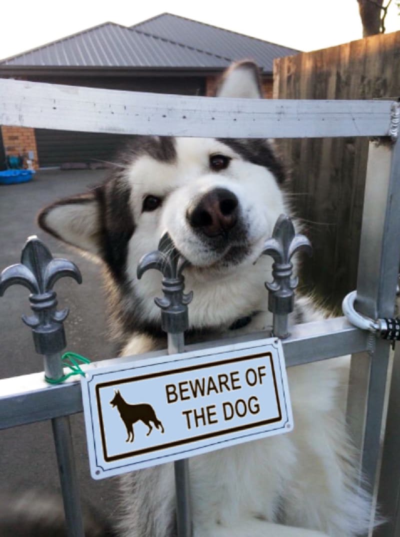 Pozor na psa! 1