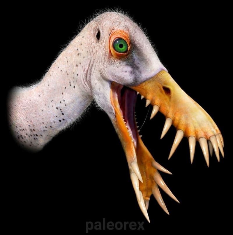 Dorygnathus - malý ptakoještěř s rozpětím křídel 1,5 metru měl obří zuby ideální pro chytání  vodní potravy