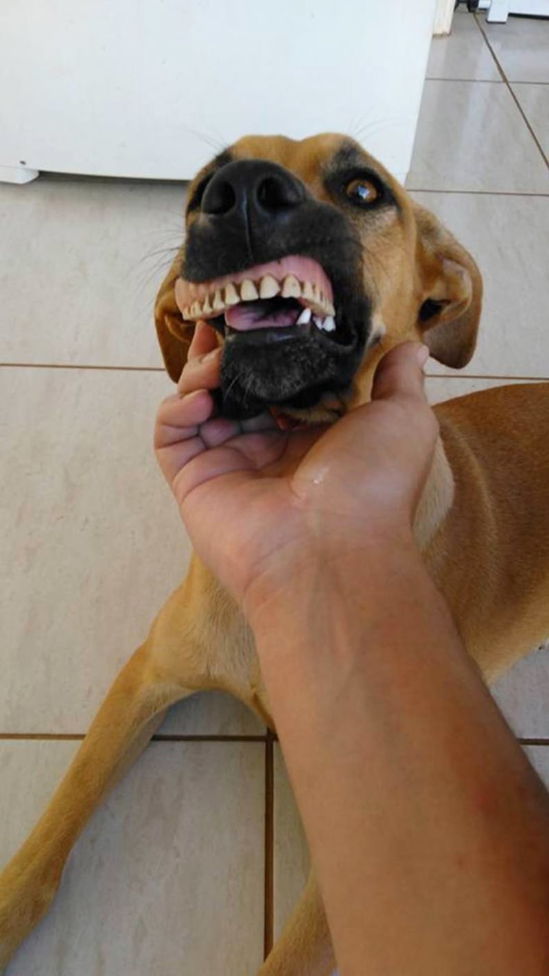 Psi s lidskými zuby 9
