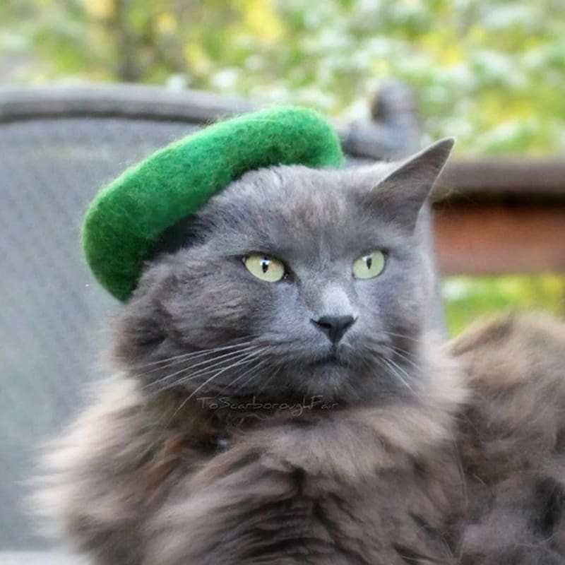 Kočka v klobouku 4