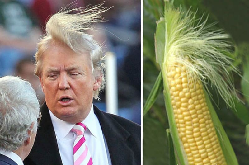 Donald Trump nebo kukuřice?