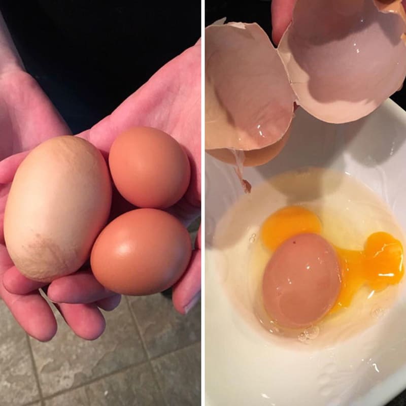 Obří vejce s normálním vajíčkem vevnitř