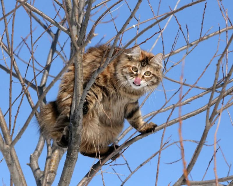 Kočky na stromech 22