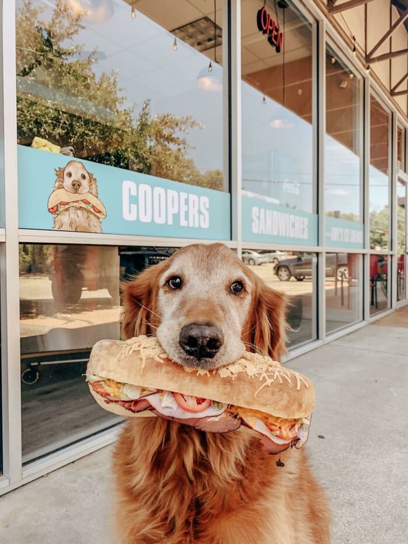 Když před pěti lety Coopera adoptovali, jeho prvním jídlem byl sendvič ukradený ze stolu. Teď založili vlastní sendvičový podnik na jeho počest