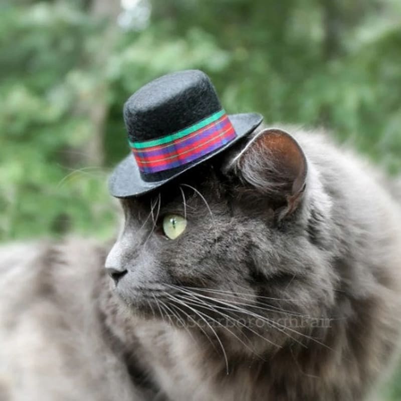 Kočka v klobouku 16