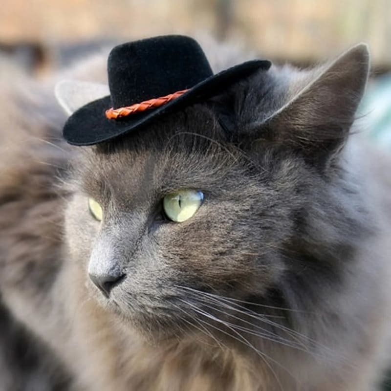 Kočka v klobouku 18