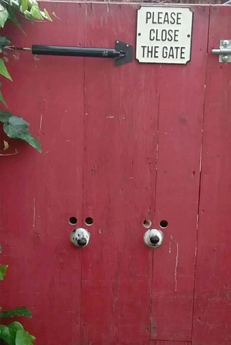 Vtipné fotky psů koukajících oknem v plotě 2