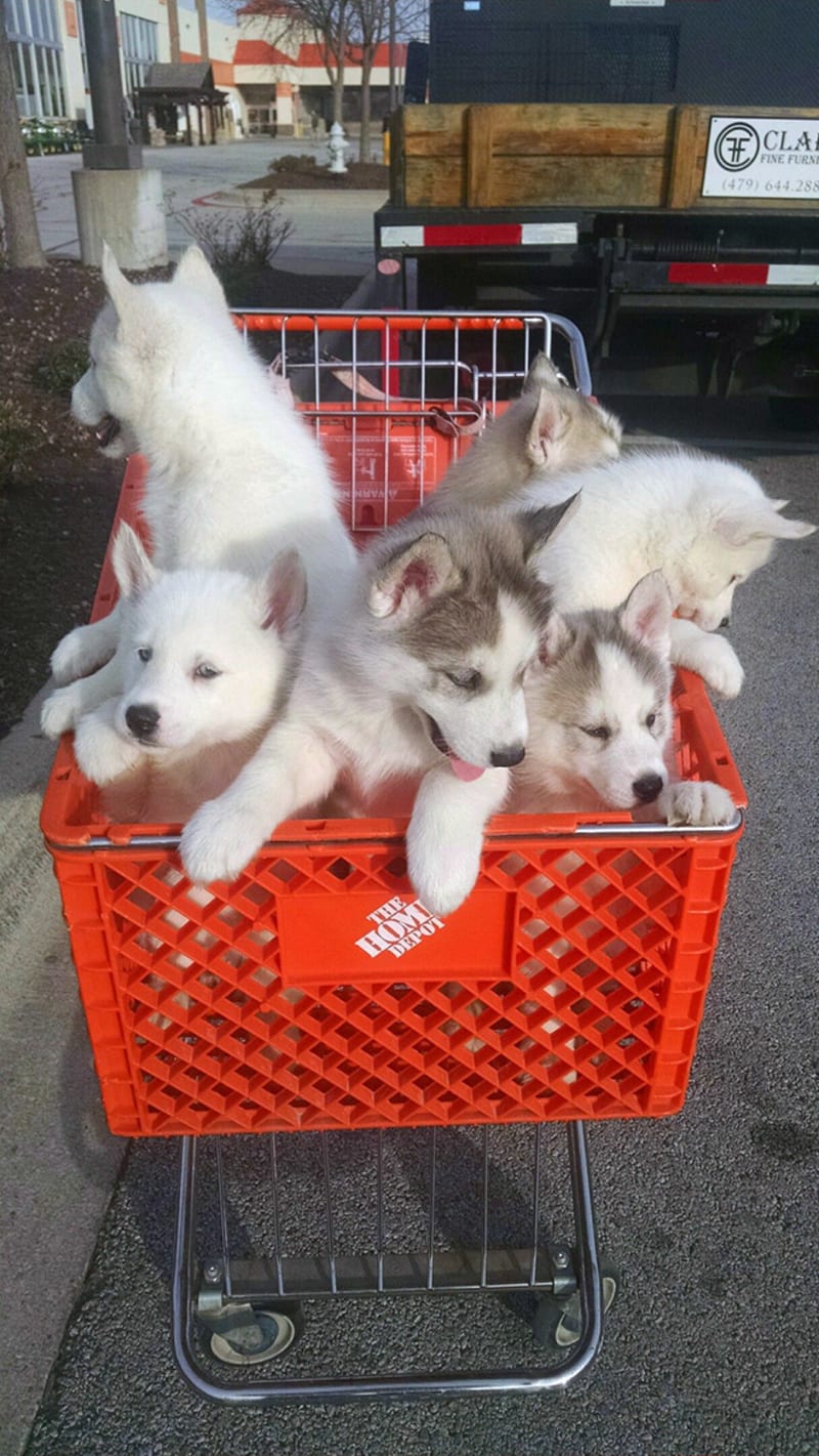 Psi v nákupních košících 14