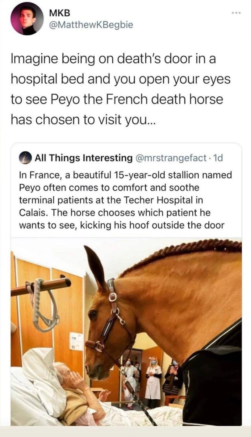 Když vás na smrtelné posteli navštíví Peyo, francouzský kůň smrti...