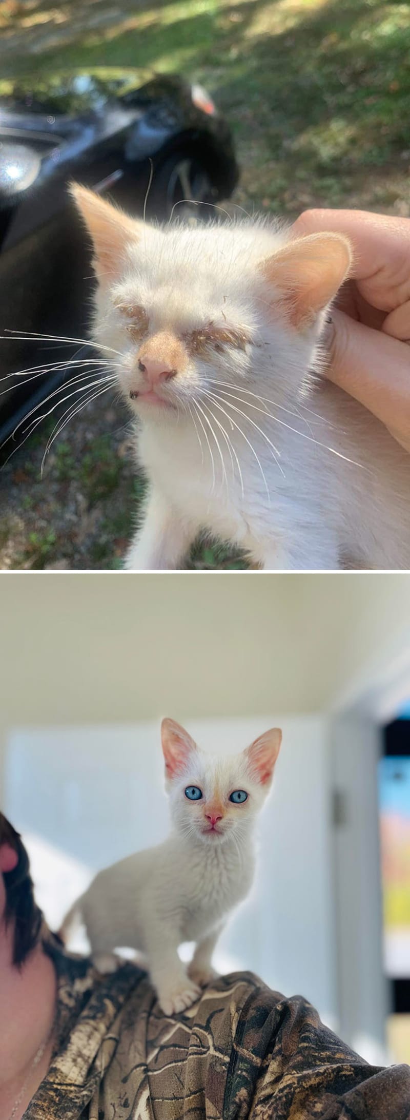 Zubožené kotě na začátku a po třech týdnech láskyplné péče