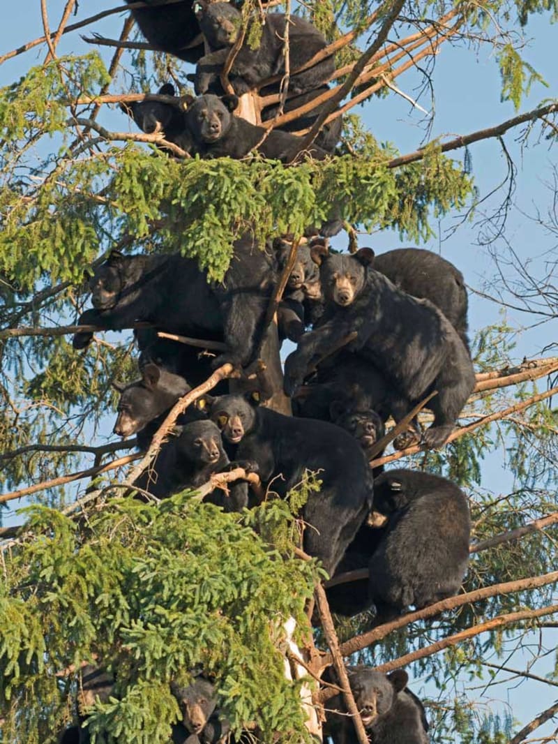 Medvědi na stromě! Opakuji, medvědi na stromě!
