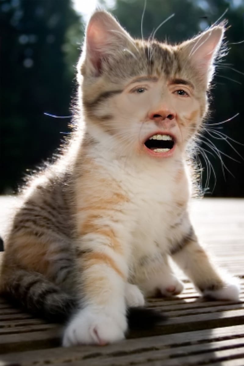 Kočky, co mají tvář jako Nicolas Cage 7