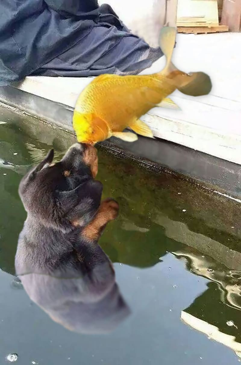 Štěně líbá zlatou rybku - photoshopová bitva 4