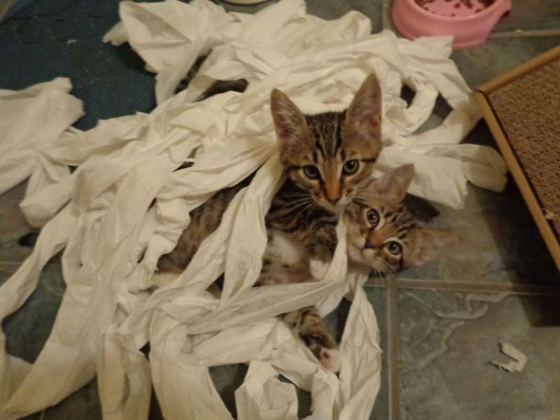 Koťátka objevila toaleťák