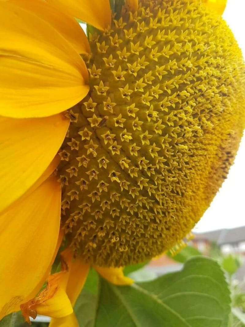 Detail slunečnice