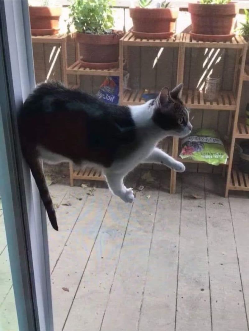 Kočky popírají gravitaci 11