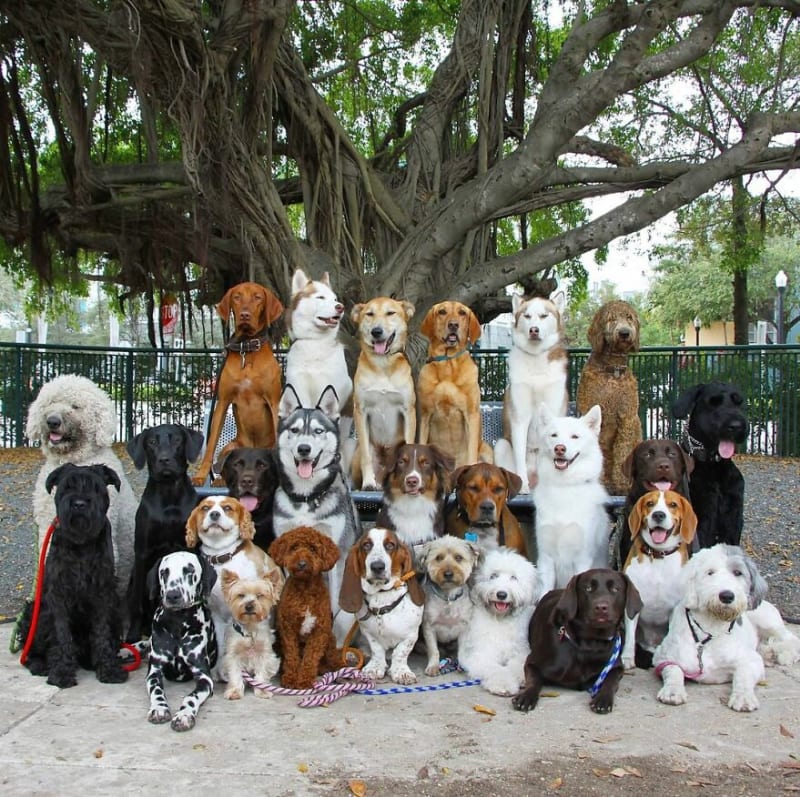 Dokonalé skupinové fotky psů 10