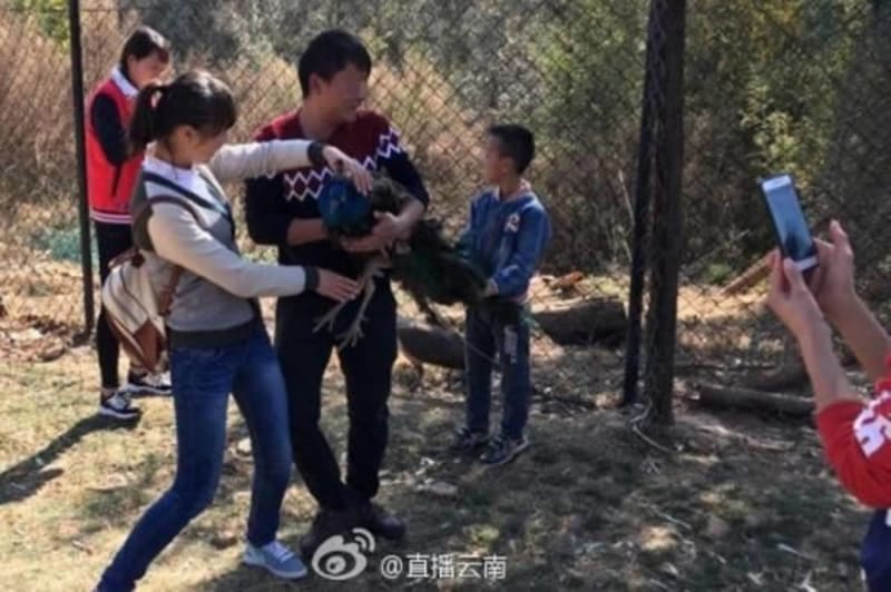Turisté chytající pávy v zoo dva z nich uvláčeli a vyděsili k smrti. Několik dalších utrpělo zranění. To vše pro fotky na sociální sítě. (ZOO ve městě Kchun-ming, Čína)