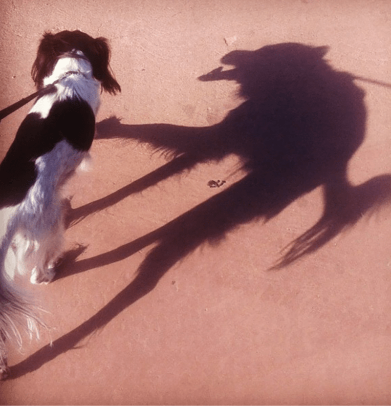 Milej pes se strašidelným stínem