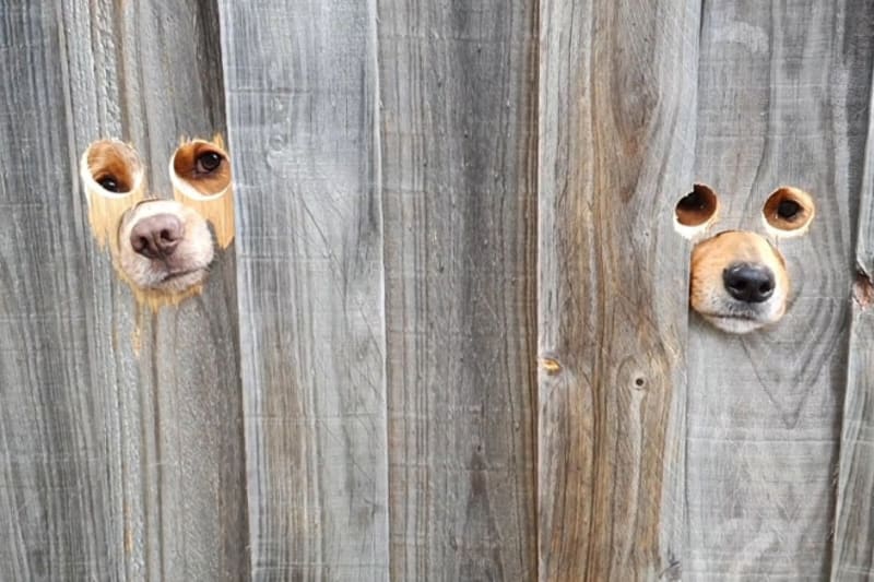 Vtipné fotky psů koukajících oknem v plotě 4