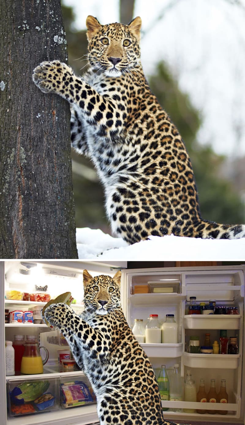 Provinilý leopard