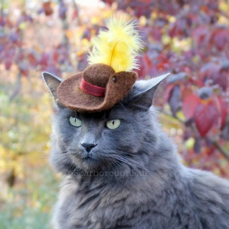 Kočka v klobouku 5