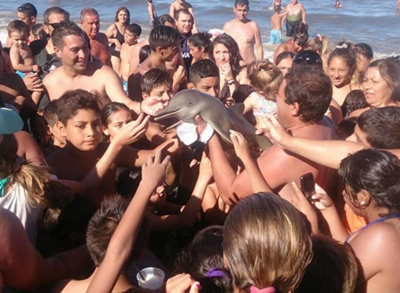 Mládě ohroženého delfínovce laplatského vytáhli lidé z vody, aby si ho mohli pohladit a pořídit s ním fotky. Pak ho nechali na pláži pojít. (únor 2016, Santa Teresita, Argentina)