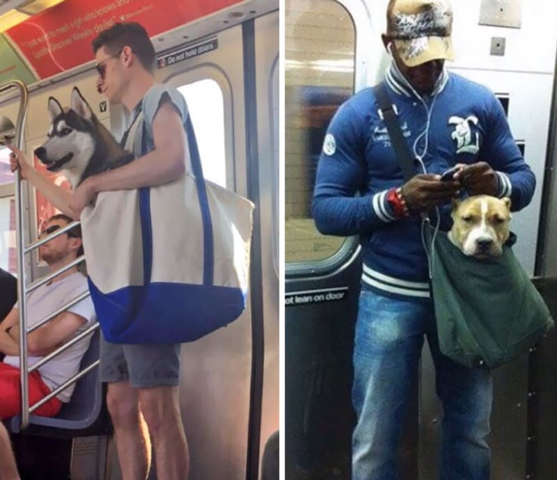 V newyorském metru zakázali přepravu psů, pokud se nevejdou do tašky. Páníčkové si poradili!