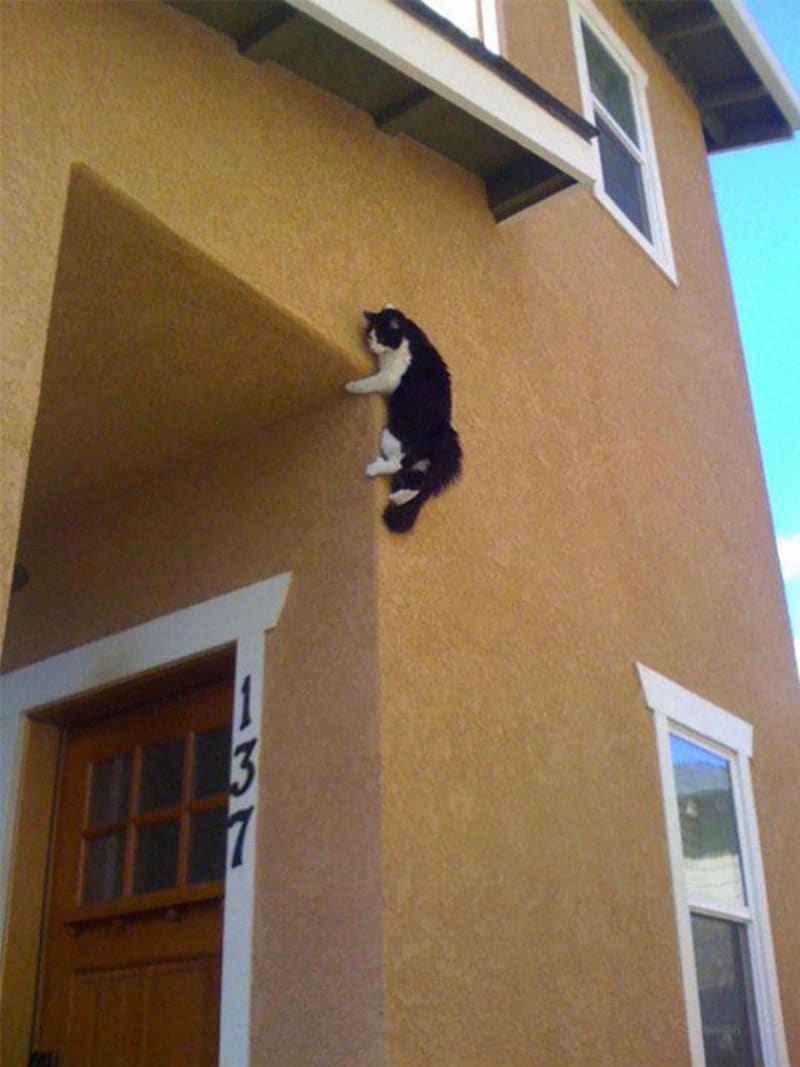 Kočky popírají gravitaci 3