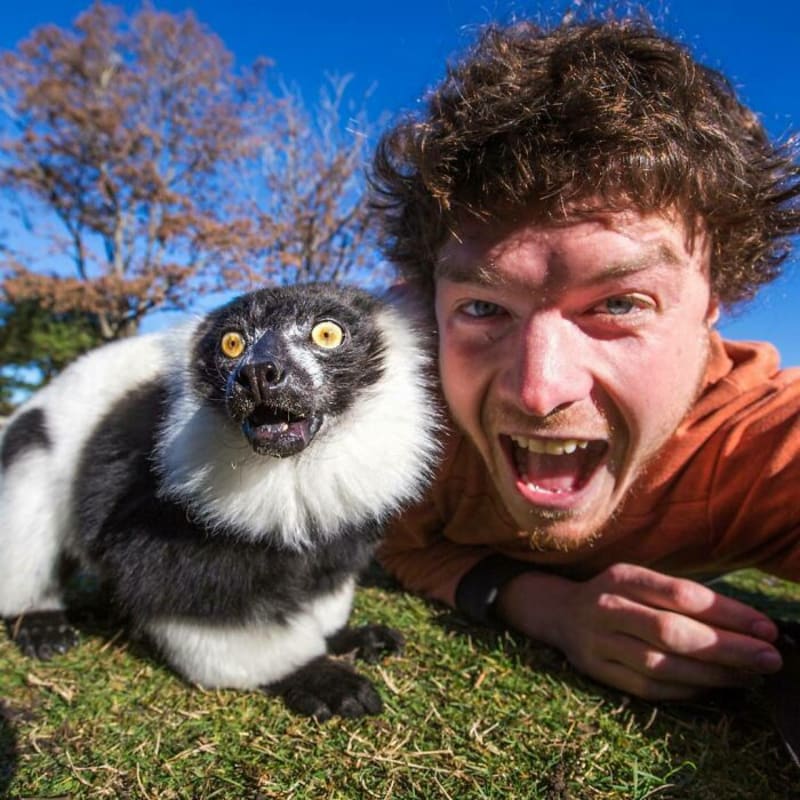Lemur si umí říct o lajky
