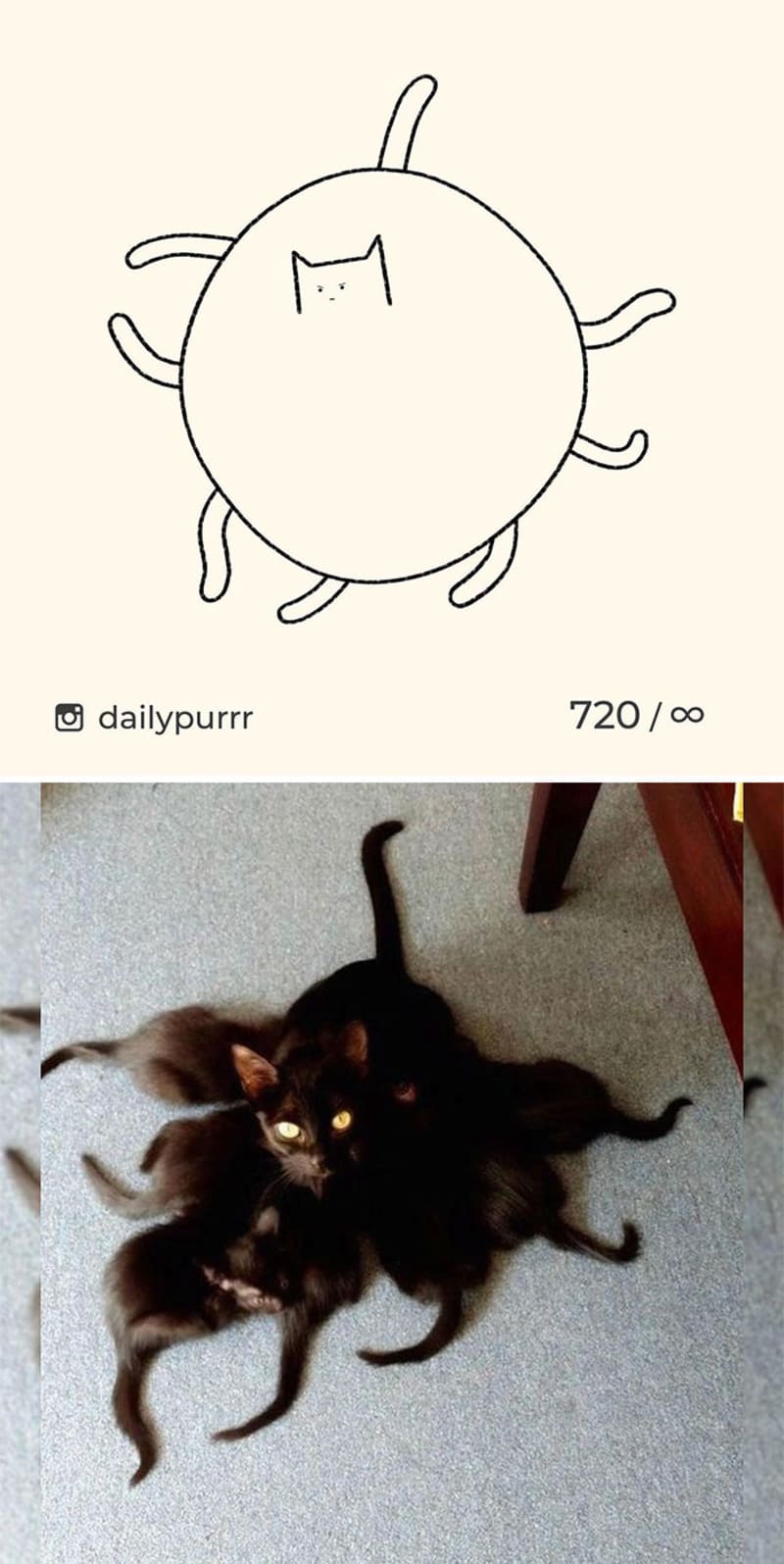Vtipné kočičí momentky v minimalistickém stylu 12