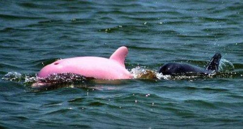 A růžoví delfíni opravdu žijí!