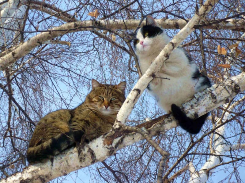 Kočky na stromech 4