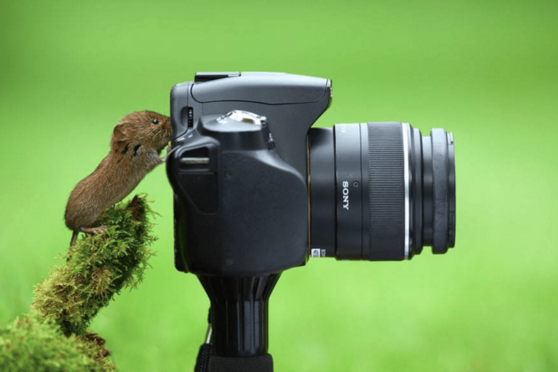 Zvířecí fotografové a režiséři - Obrázek 4