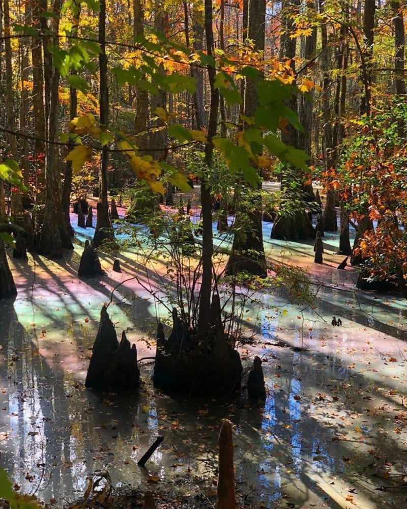 Jezírko v lese hrálo nádhernými duhovými barvami... jenže to s jistotou znamená vrstvičku znečištění na hladině
