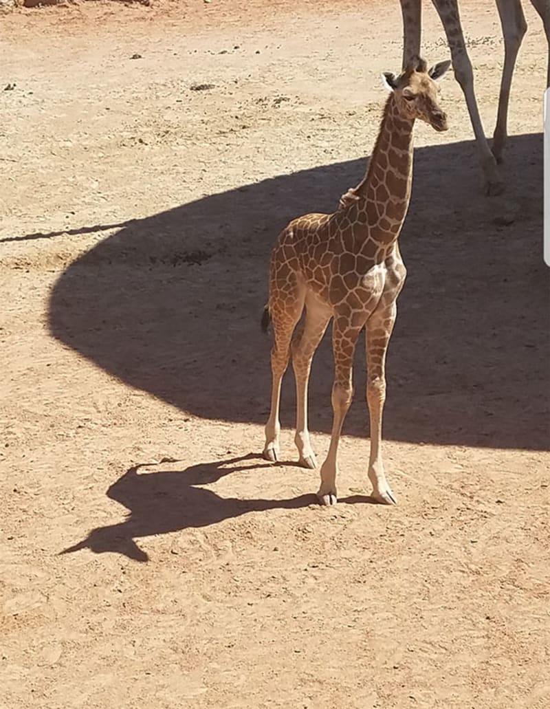 Žirafa nebo jednorožec?